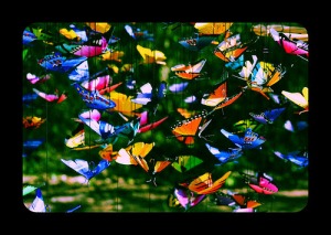 mayan butterflies